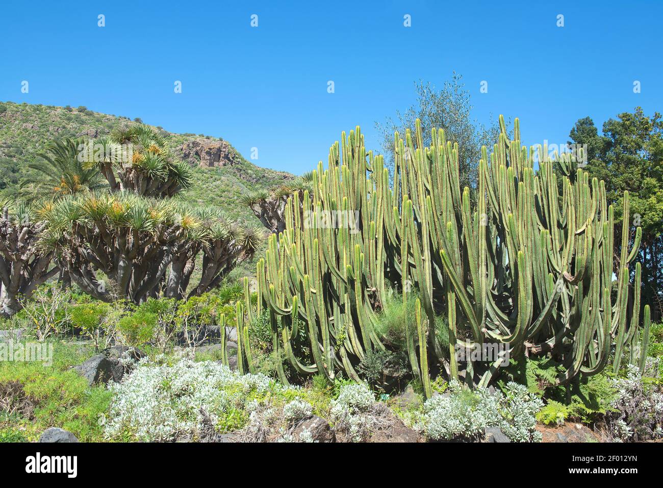 Cactus on Gran Canaria, Spain Stock Photo - Alamy