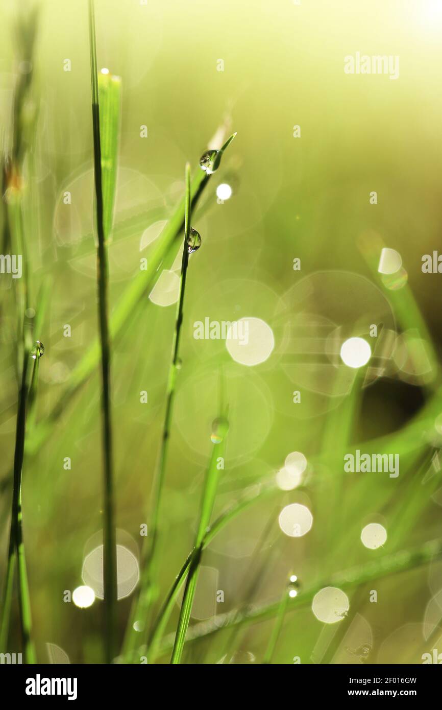 Earth Day. Ecological . Grass stems with water drops in the sun.spring grass background. bright green grass with water drops.  Stock Photo