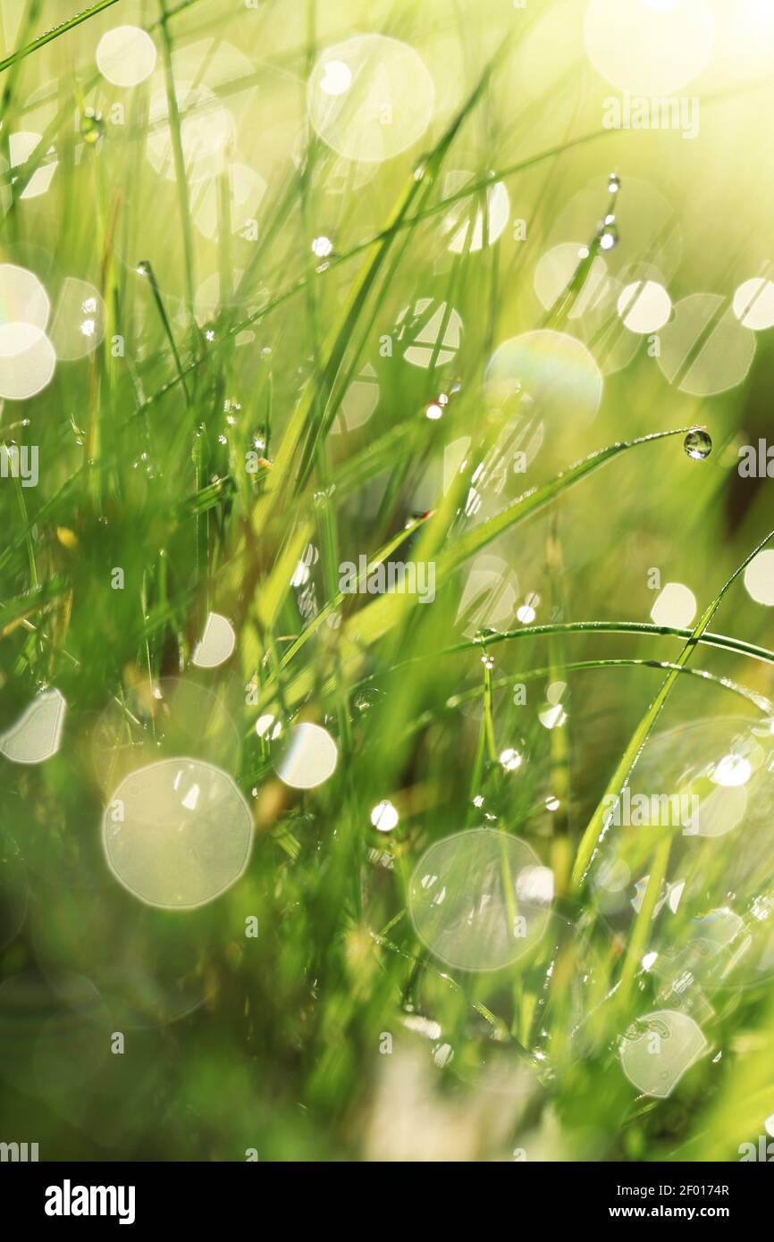Earth Day. Ecological . Grass stems with water drops .spring grass background. bright green grass with water drops. natural backgrounds with green Stock Photo