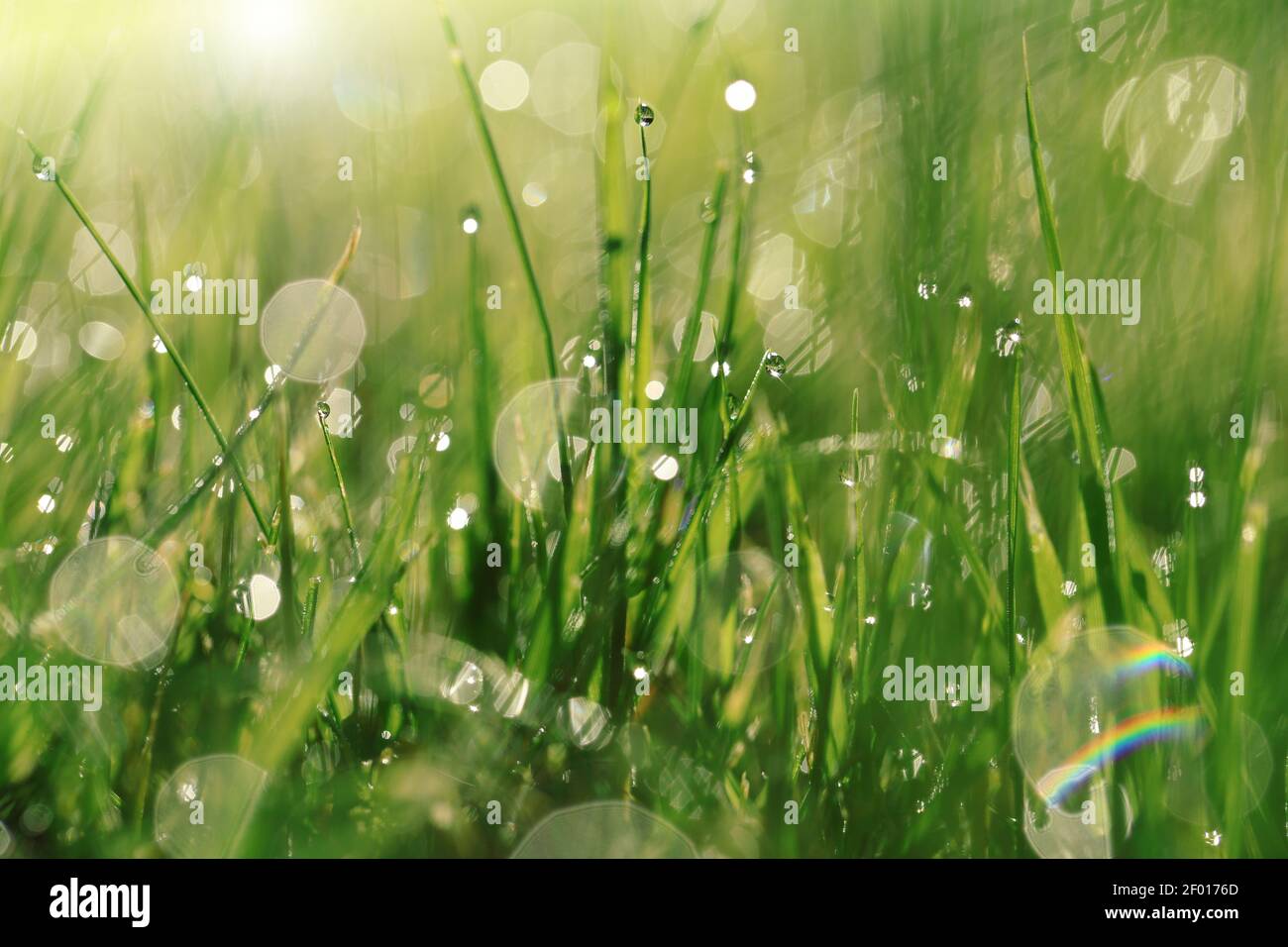 Earth Day. Ecological . Grass with water drops in the sun.spring grass background. bright green grass with water drops. natural backgrounds with green Stock Photo