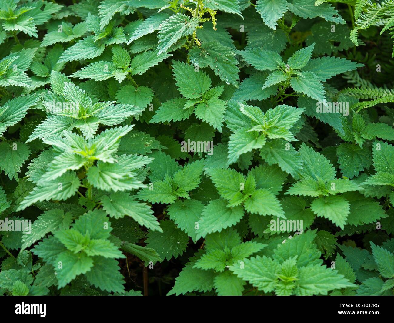 Closeup of the green leaves of common nettle plants, Urtica dioica Stock Photo