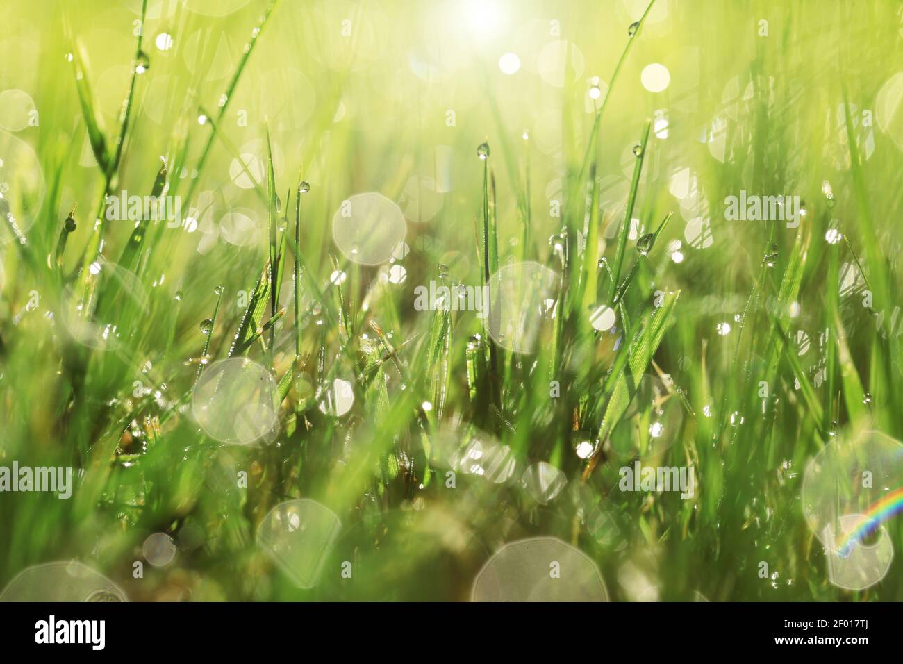 Earth Day. Ecological . Grass stems with water drops in the sun.spring grass background. bright green grass with water drops. natural backgrounds with Stock Photo