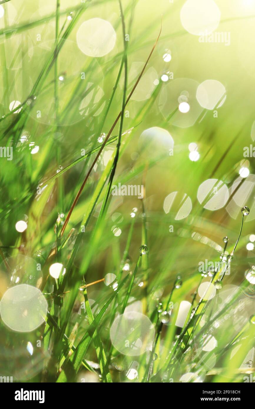 Earth Day. Ecological . Grass stems with water drops in the sun.spring grass background. green grass with water drops. natural backgrounds with green Stock Photo