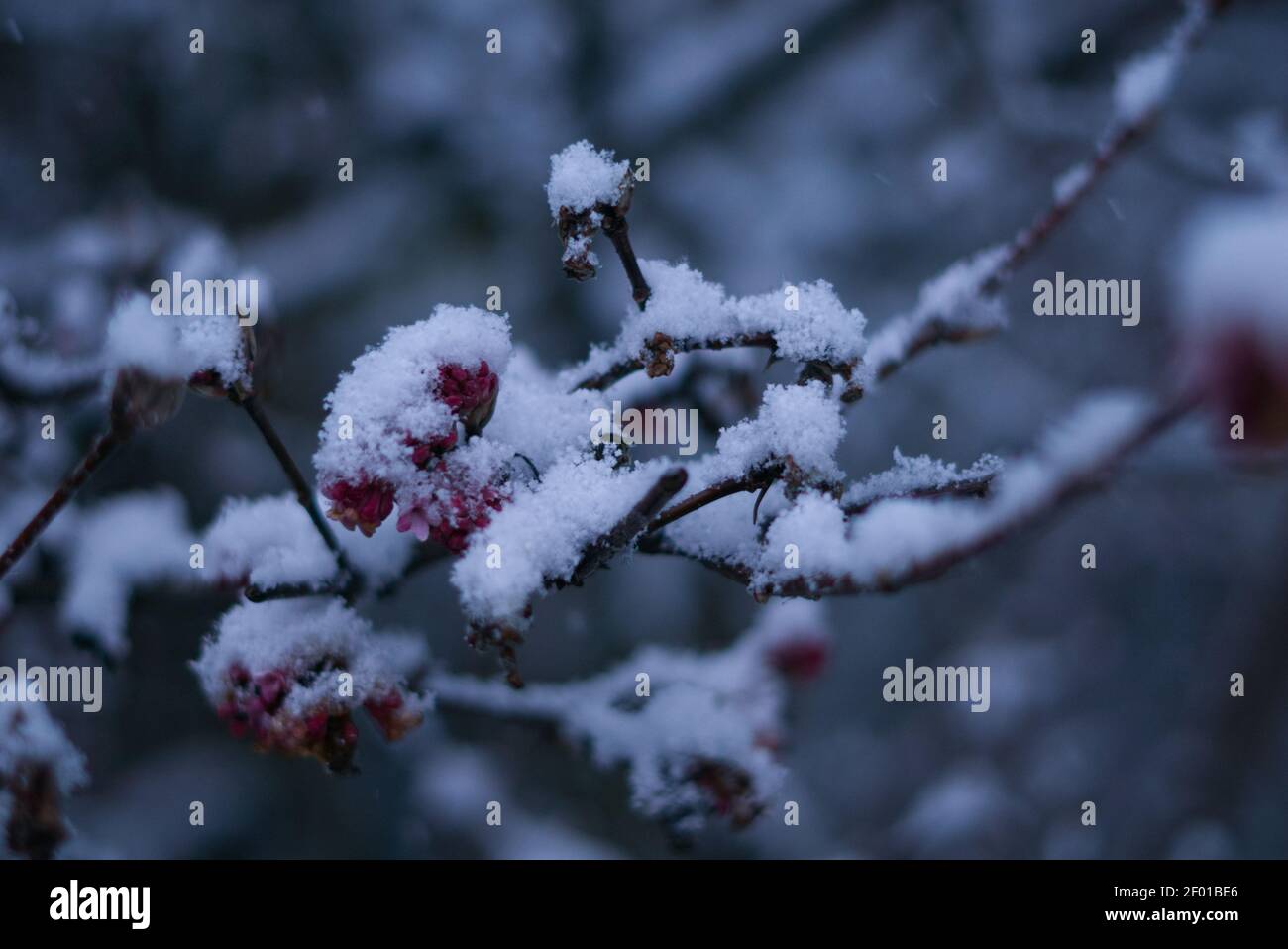 Blossom covered by snow Stock Photo