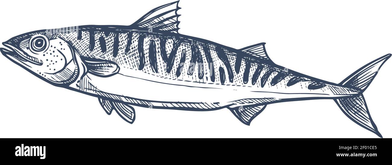 Pelagic fish, family isolated mackerel monochrome sketch. Vector atlantic chub Wahoo