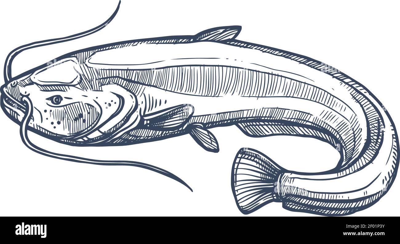 Sheatfish isolated common catfish monochrome sketch. Vector Siluridae species, ray-finished catfishes order Siluriformes or Nematognath. Mekong giant Stock Vector