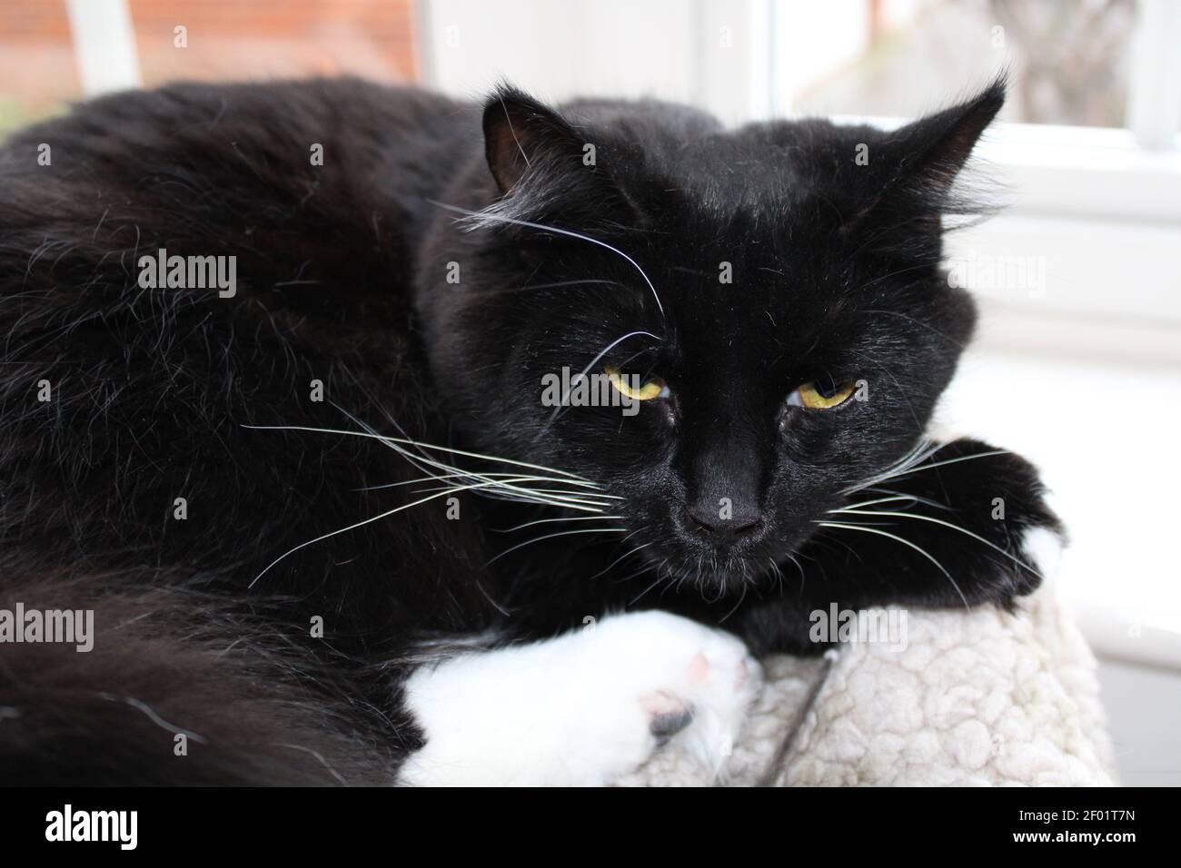 Black cat with one white sale paw