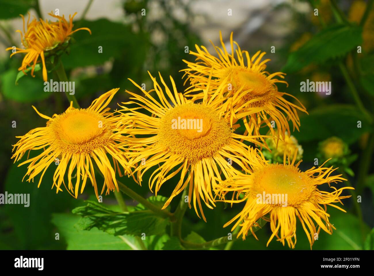 Elecampane, inula helenium, inula flowers, yellow flowers, blossom elecampane Stock Photo