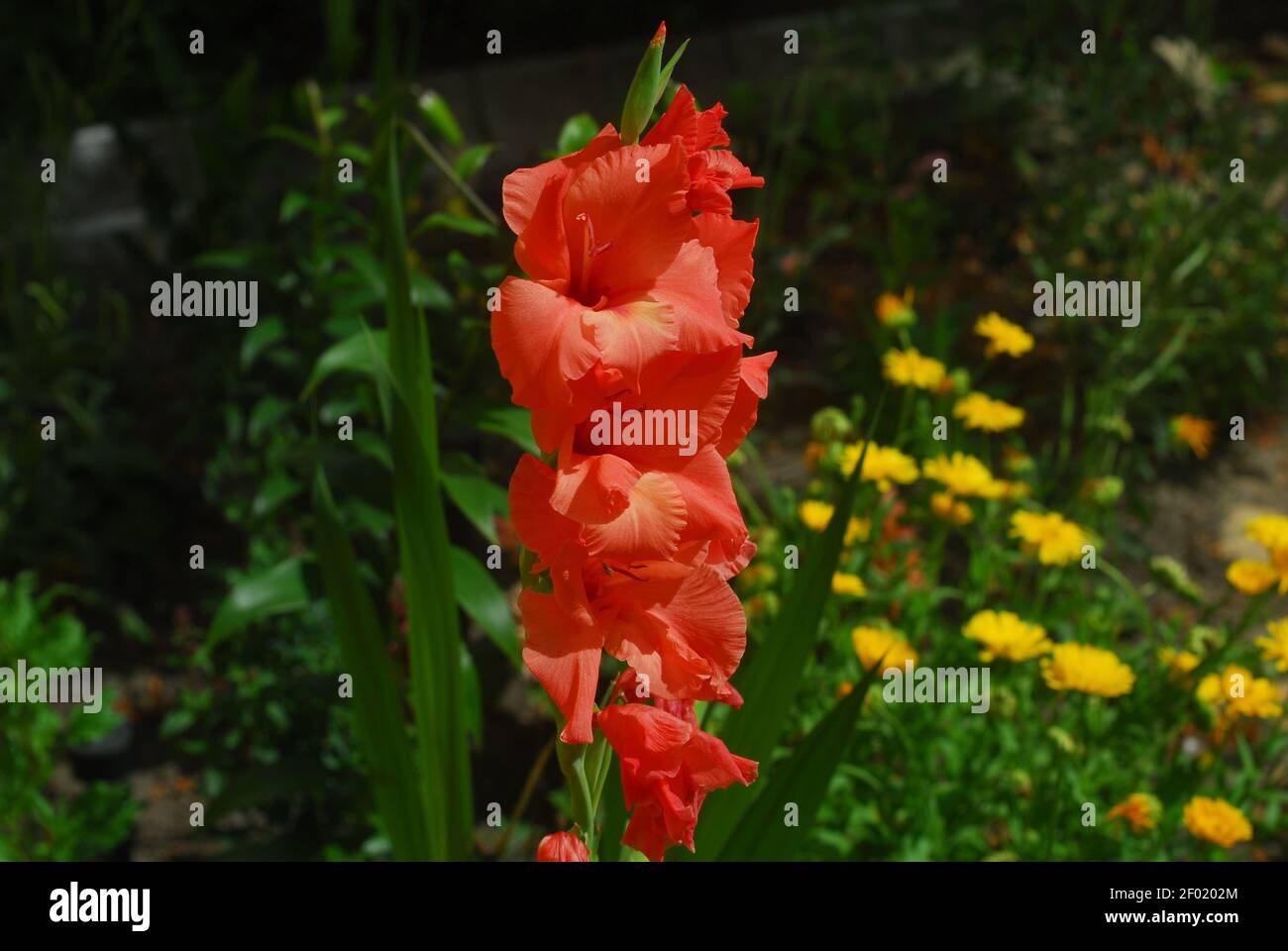 Gladiolus, gladiole, gladiolus hybridus, orange gladiolus, orange flower, Stock Photo