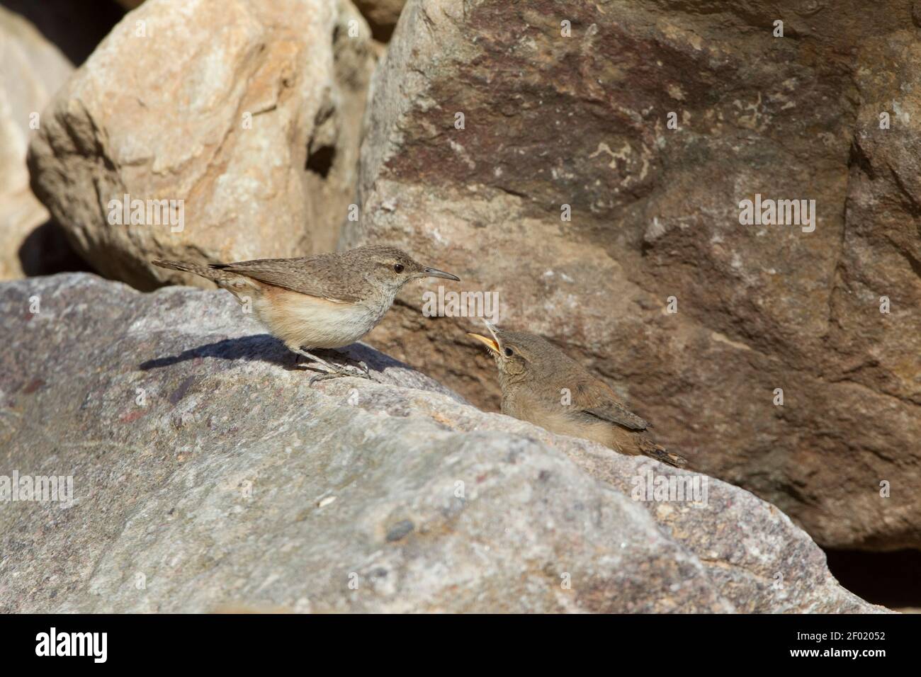 Rock Wren, Salpinctes obsoletus, female feeding fledgling. Stock Photo