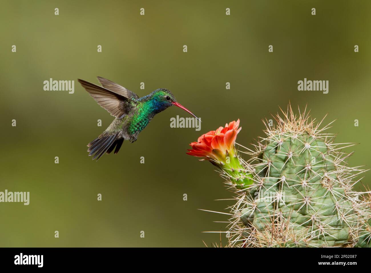 Broad-billed Hummingbird male, Cynanthus latirostris, feeding at cactus flower. Stock Photo