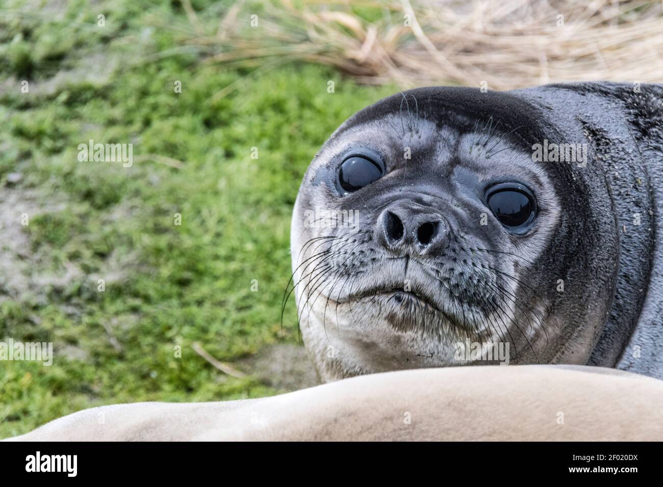 Close-up of cute Southern Elephant Seal Pup, Mirounga leonina, Sea Lion Island, in the Falkland Islands, South Atlantic Ocean Stock Photo
