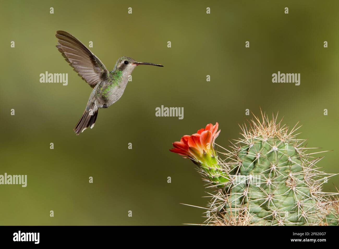 Broad-billed Hummingbird female, Cynanthus latirostris, feeding at cactus flower. Stock Photo
