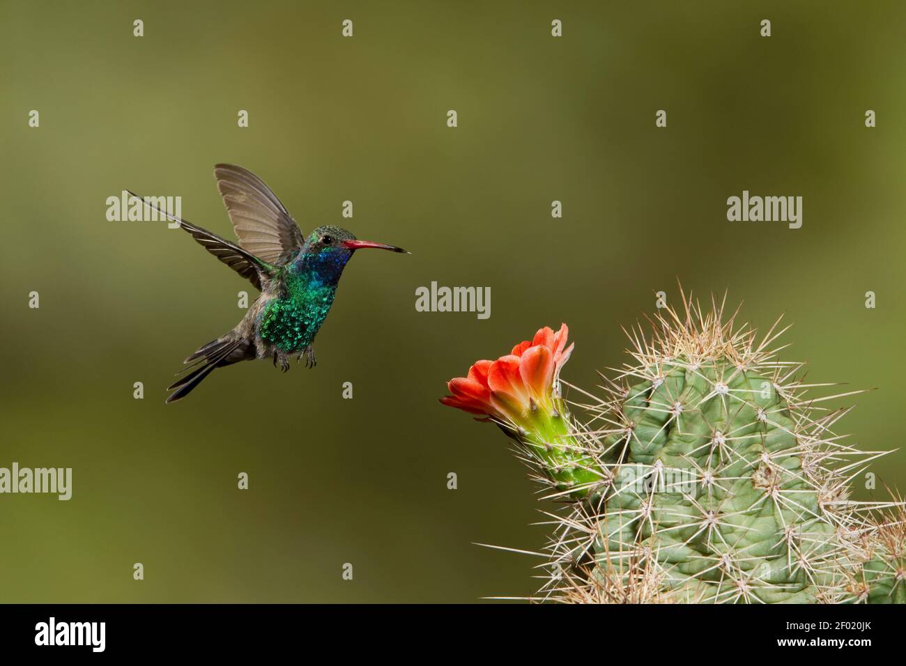 Broad-billed Hummingbird male, Cynanthus latirostris, feeding at cactus flower. Stock Photo