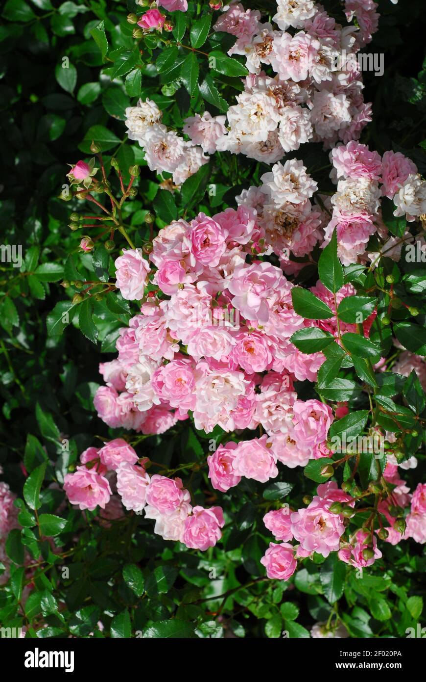 Phlox, phlox paniculata, gaberrima, pink blossom phlox, paniculata Stock Photo