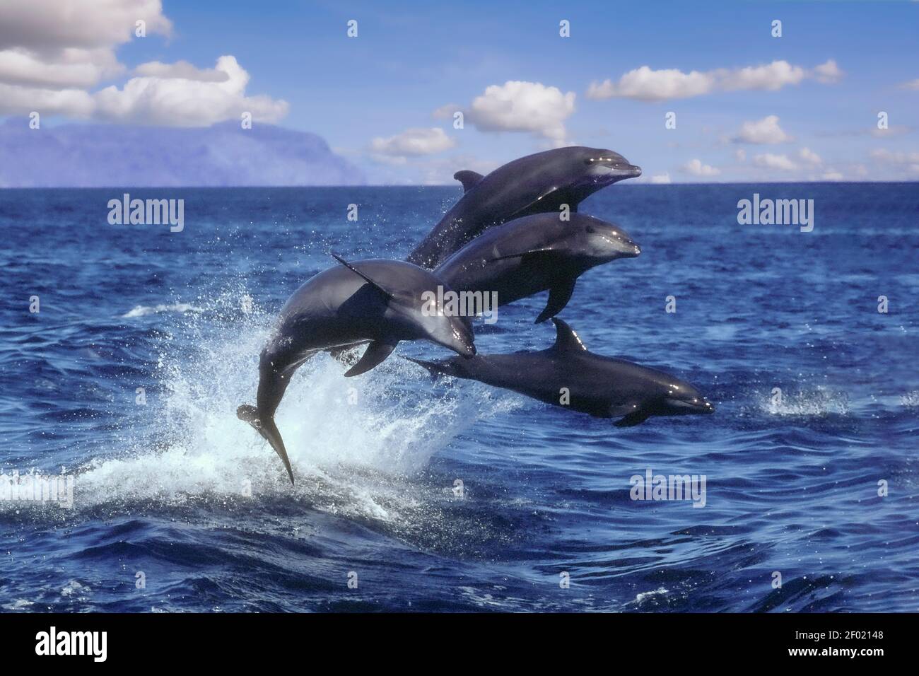 Mexico; Baja California; Sea of Cortez; Wildlife; Marine Mammals; Bottlenose Dolphins; Stock Photo