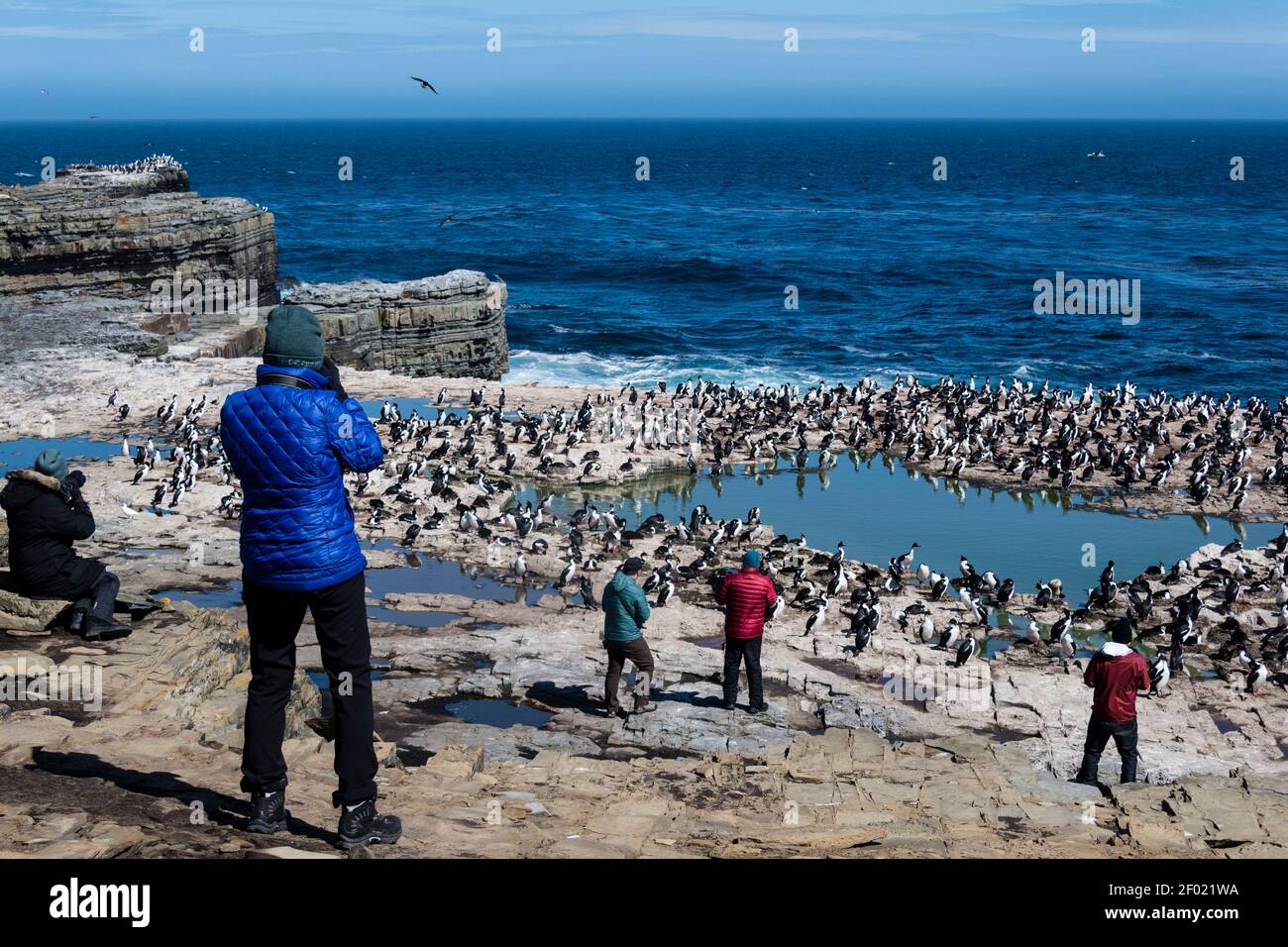 Tourists photographing a nesting colony of King Cormorants, Imperial Cormorants, or Shags, Phalacrocorax atriceps, Sea Lion Island, Falkland Islands Stock Photo