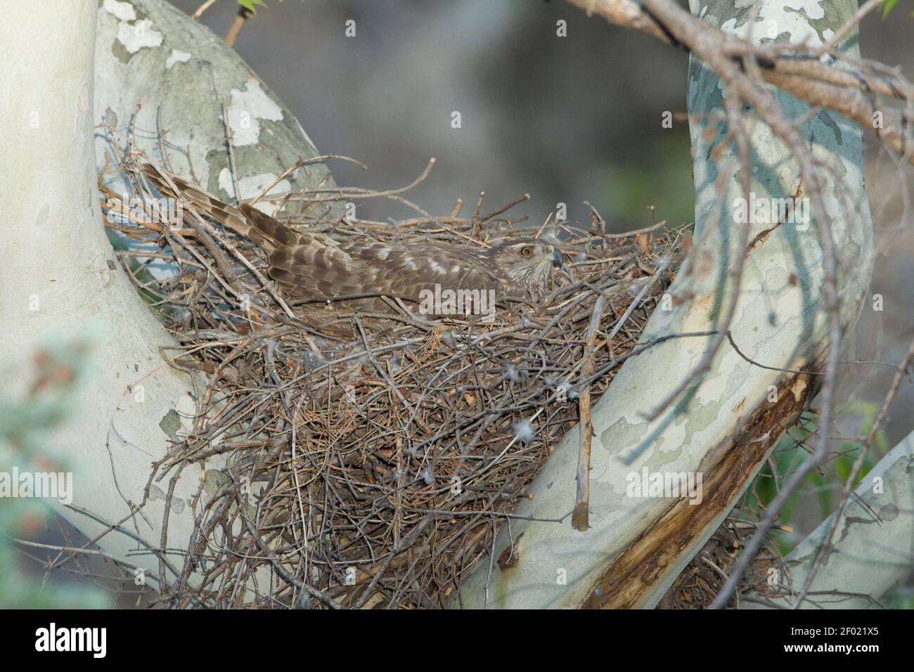Northern Goshawk female, Accipiter gentilis, on nest in sycamore tree. Still in juvenile plumage. Stock Photo