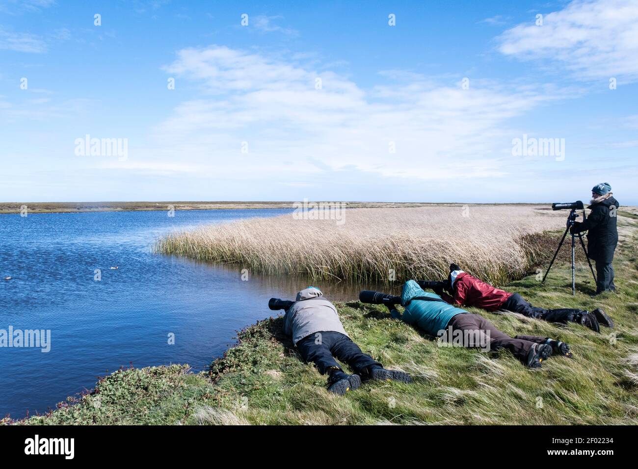 Tourists photographing the waterbirds on Long Pond, Sea Lion Island, Falkland Islands, British Overseas Territory Stock Photo