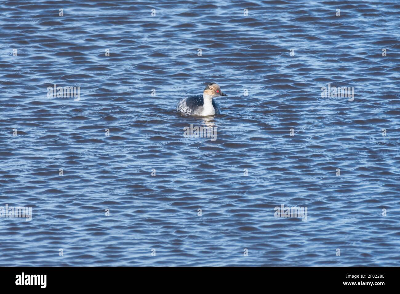 Solitary little Silvery Grebe, Podiceps occipitalis, swimming on Long Pond, Sea Lion Island, Falkland Islands, South Atlantic Ocean Stock Photo