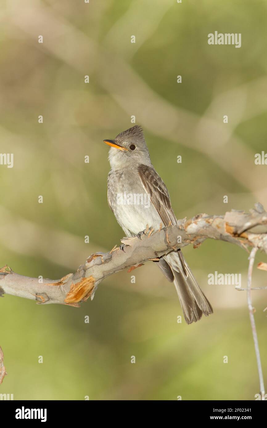 Greater Pewee, Contopus pertinax, perched in tree. Stock Photo