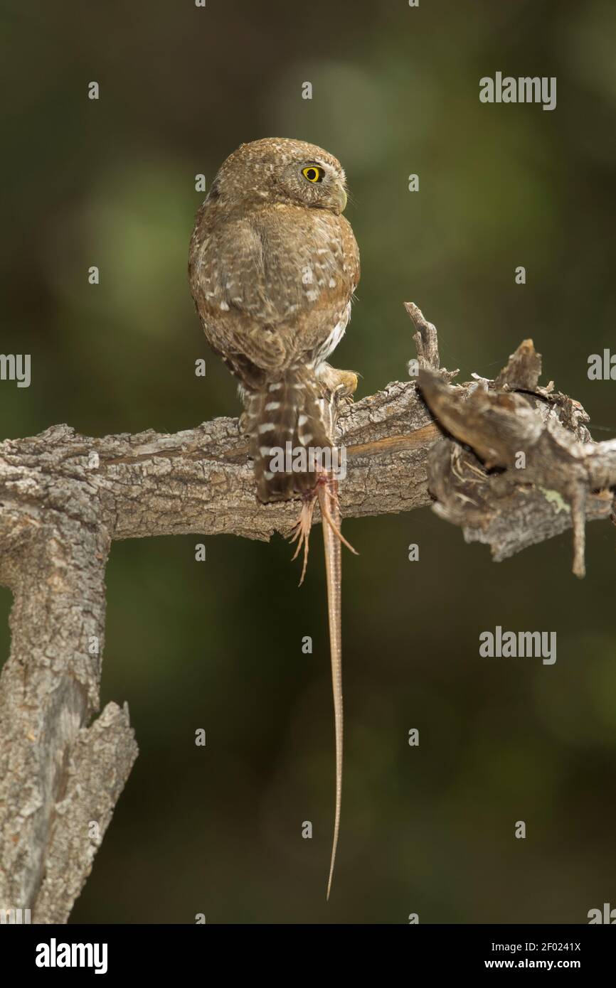 Mountain Pygmy-Owl female, Glaucidium gnoma, with whiptail lizard. Stock Photo
