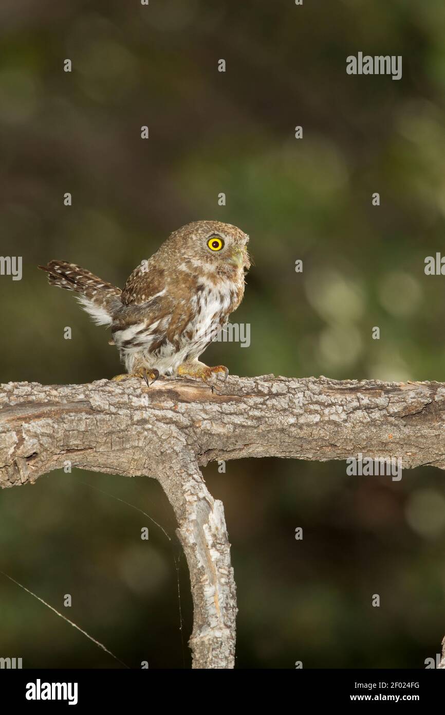 Mountain Pygmy-Owl female, Glaucidium gnoma, perched on branch. Stock Photo