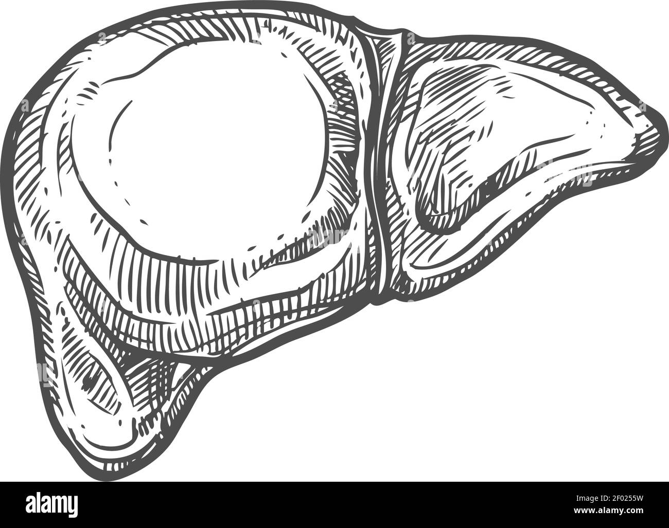 Anatomical drawing human organ liver sketch Vector Image