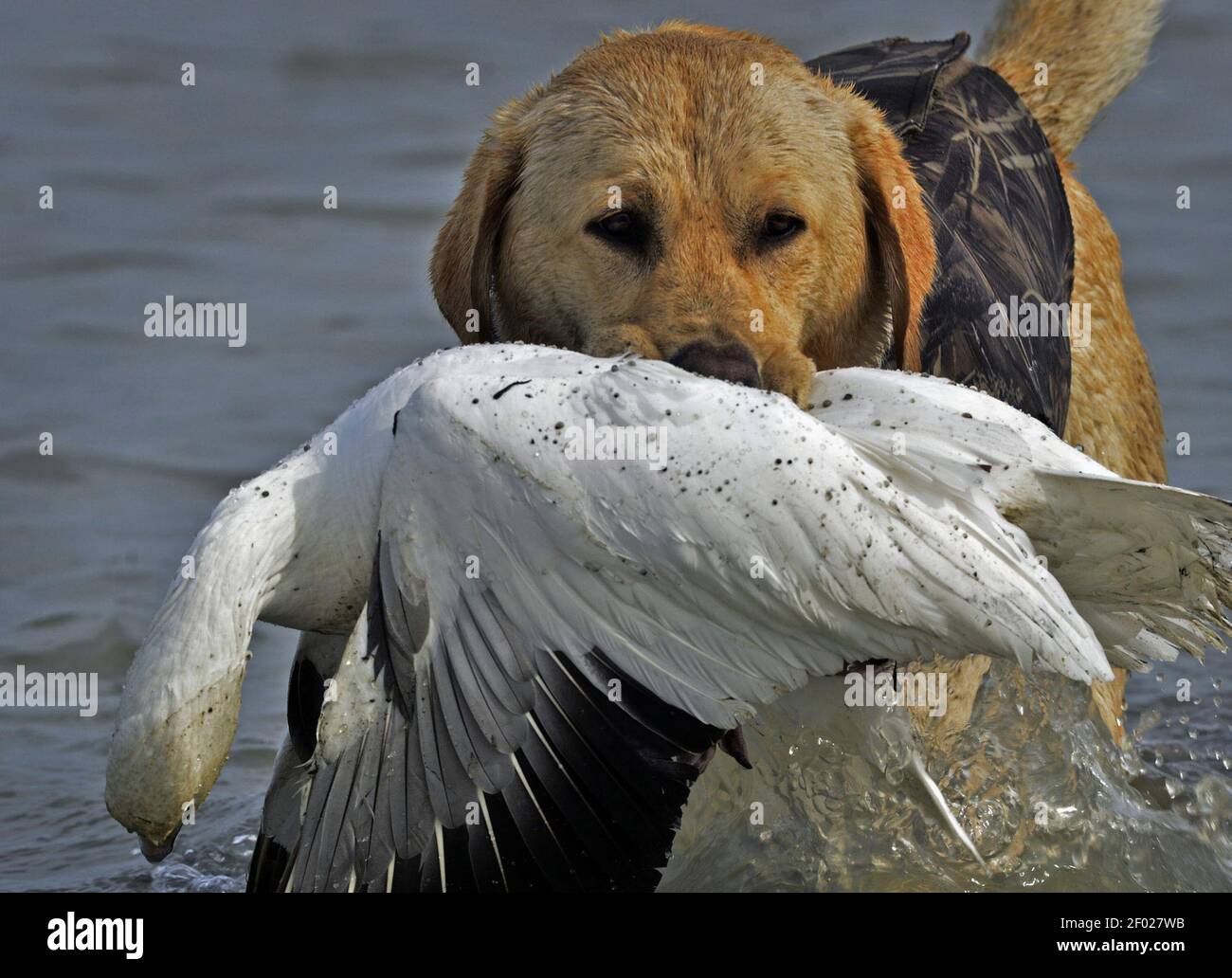 Buddy, a 2yearold yellow Labrador owned by Darrel Rerucha, has his