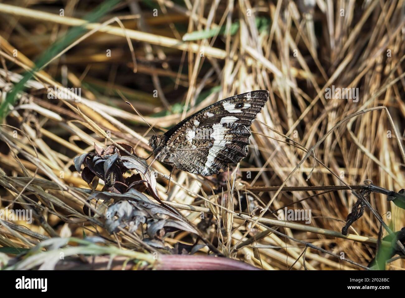 The great banded grayling (Brintesia circe) is a butterfly , an intresting photo Stock Photo