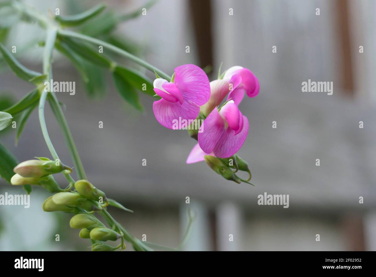 Pink wild everlasting pea vine (Lathyrus latifolius) flowers bloom next to an old fence. Stock Photo