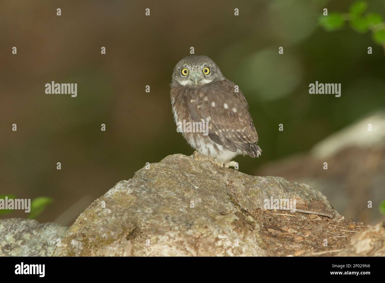 Mountain Pygmy-Owl fledgling number 1, Glaucidium gnoma, after flying to ground. Stock Photo
