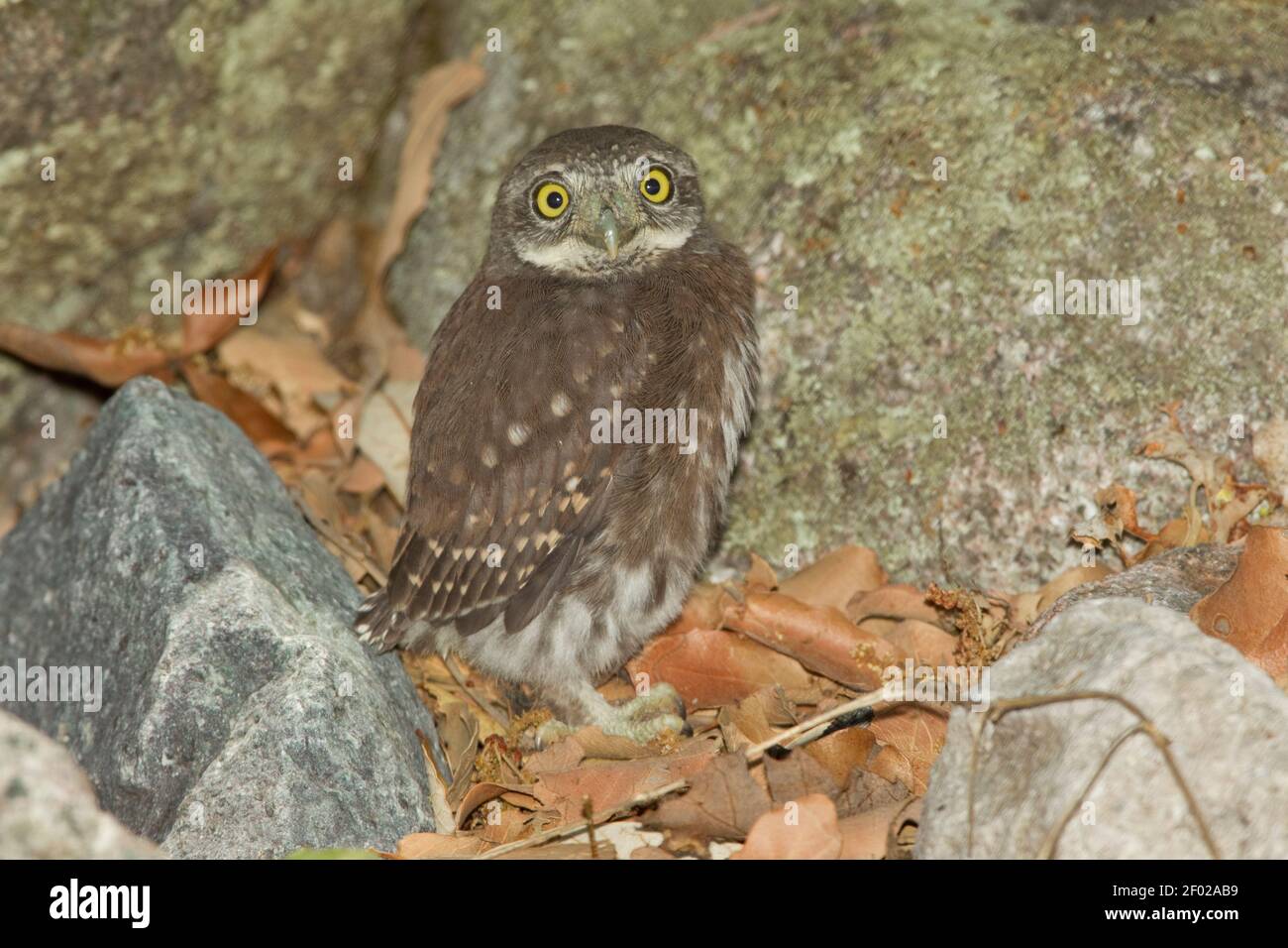 Mountain Pygmy-Owl fledgling number 3, Glaucidium gnoma, just after flying from nest cavity. Stock Photo