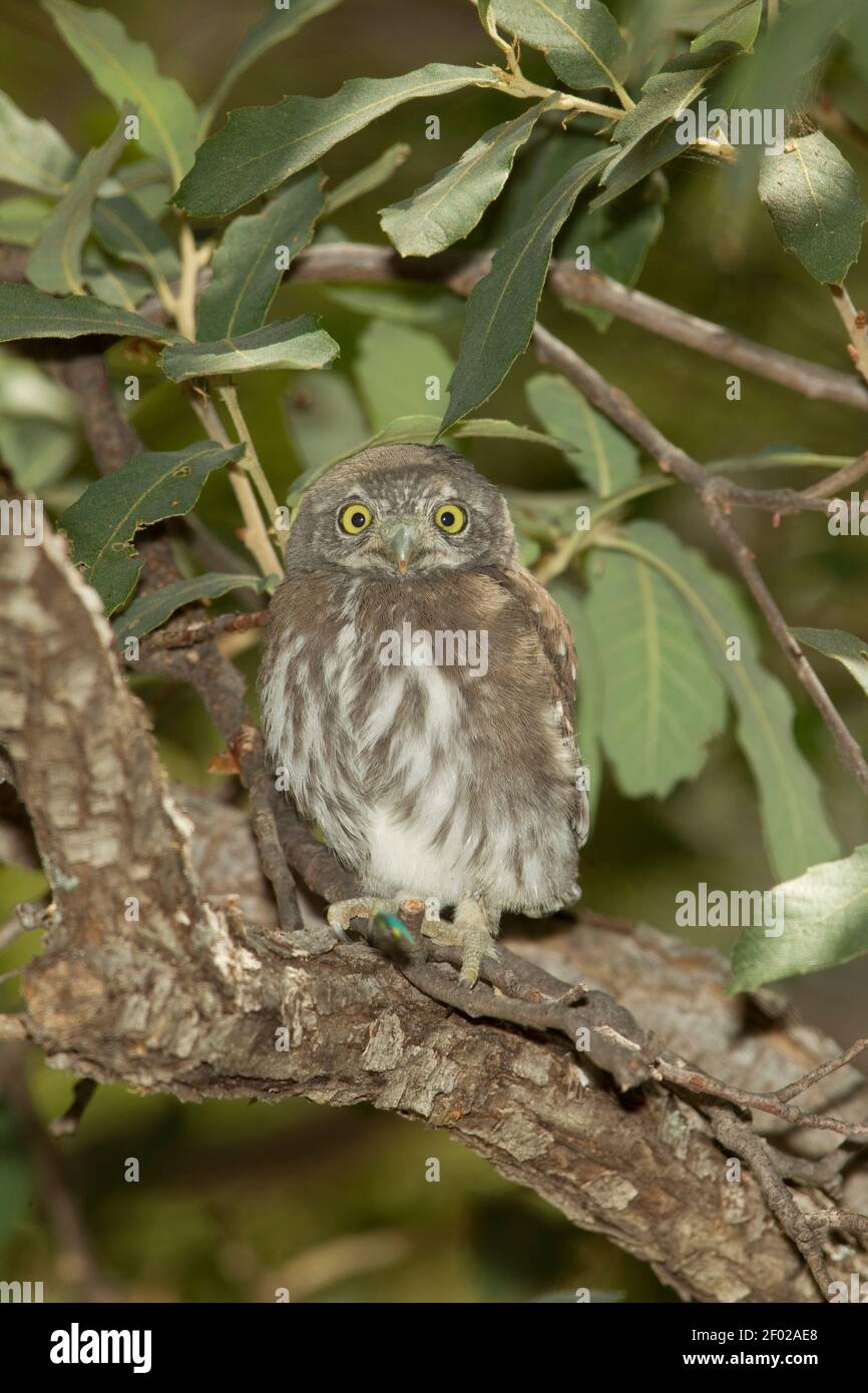Mountain Pygmy-Owl fledgling, Glaucidium gnoma, just after leaving nest cavity. Stock Photo