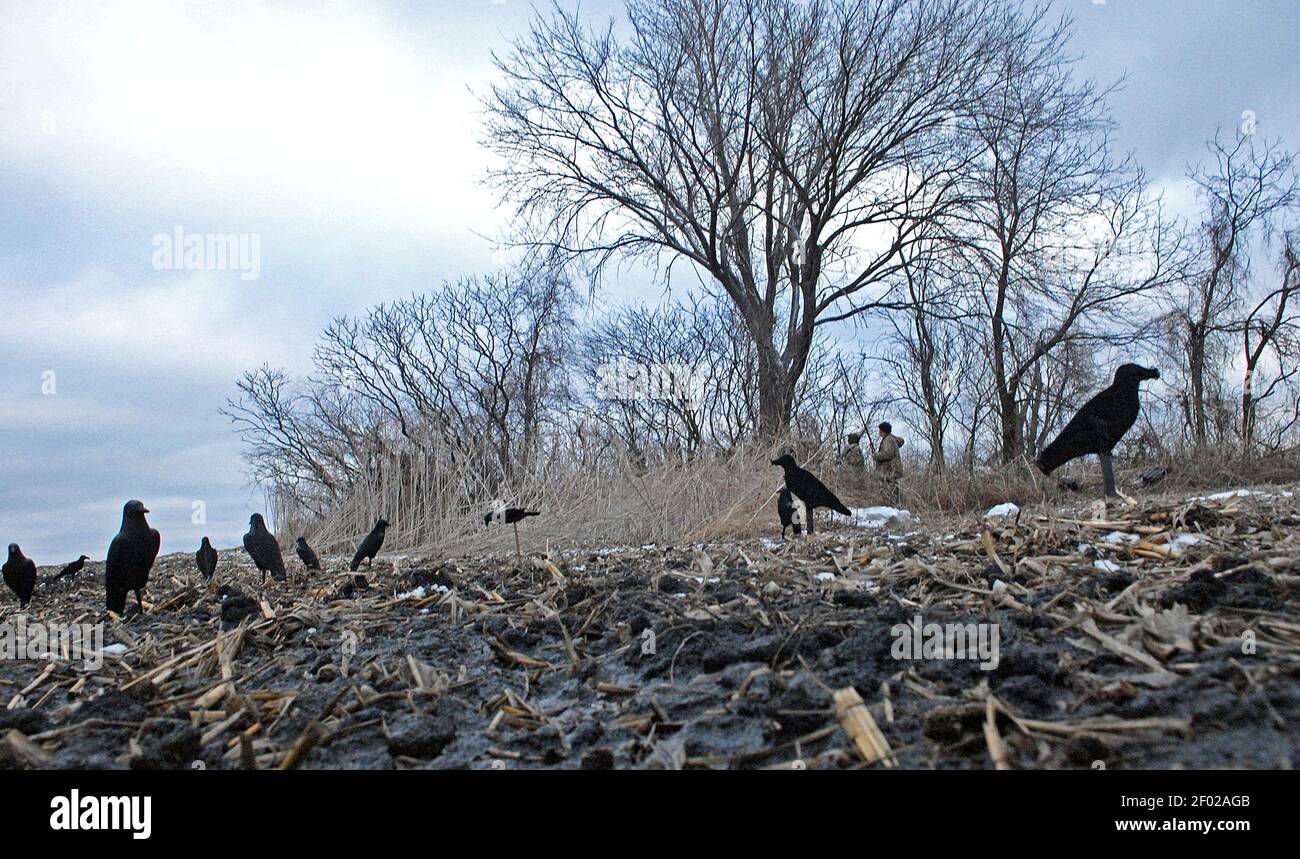 Hiding in a small woodlot not far from Rochester, Minnesota, Wendell