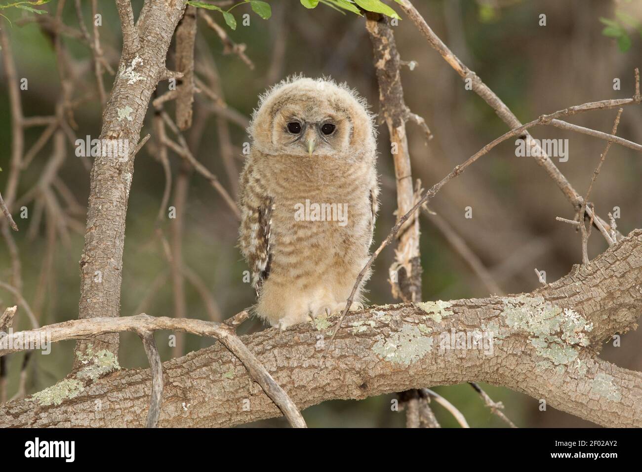 Mexican Spotted Owl fledgling, Strix occidentalis, first day out of the nest. Stock Photo