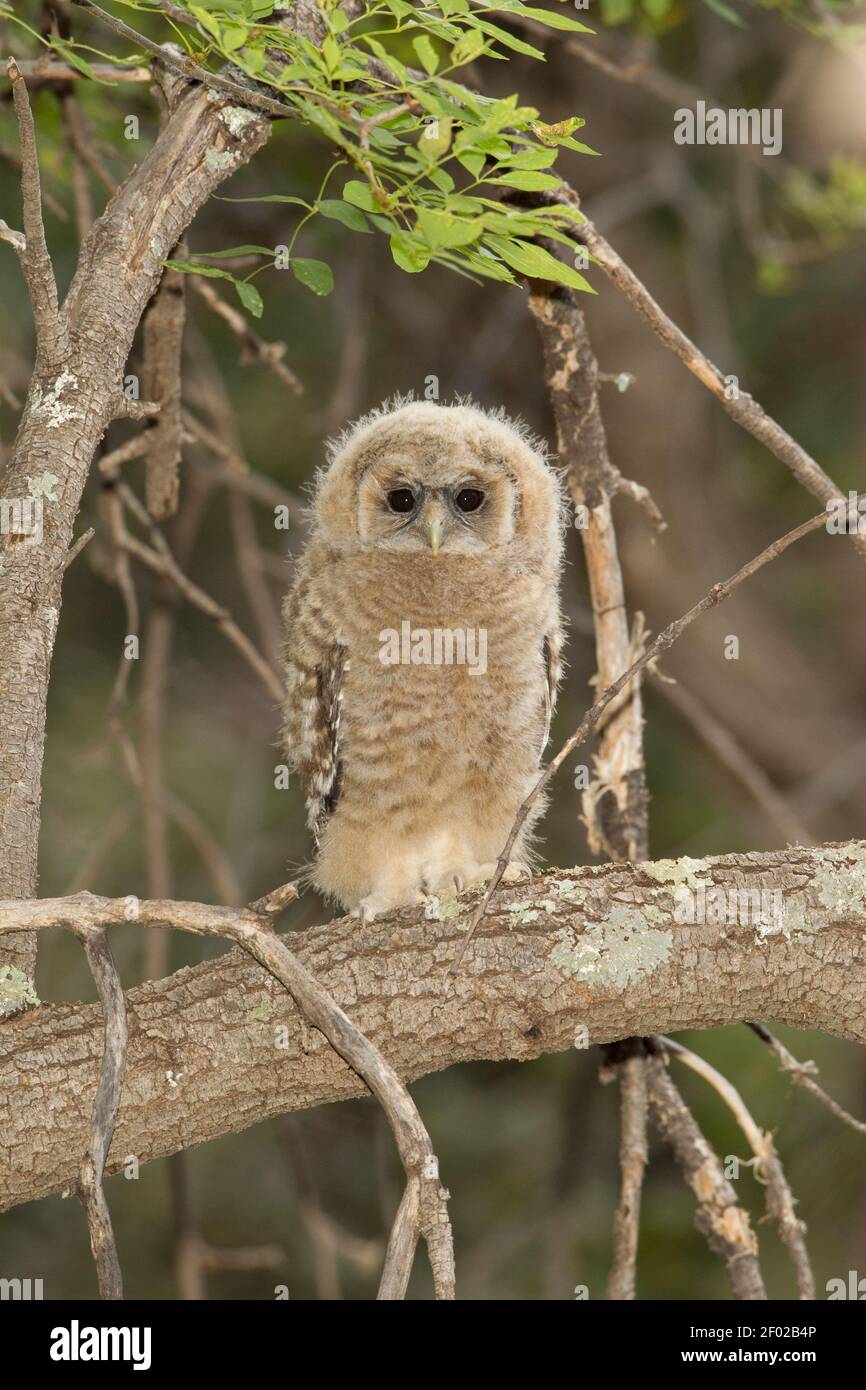 Mexican Spotted Owl fledgling, Strix occidentalis, first day out of the nest. Stock Photo