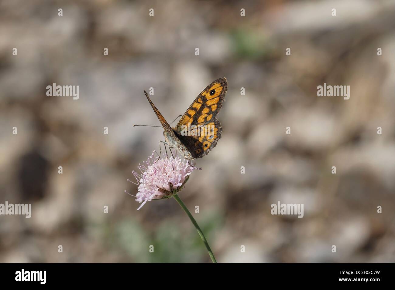 Lasiommata megera, the wall or wall brown, is a butterfly in the family Nymphalidae , an intresting photo Stock Photo