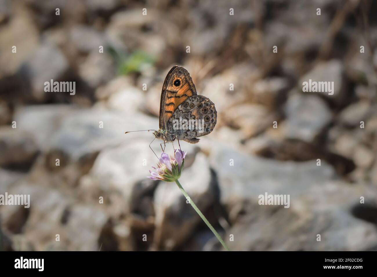 Lasiommata megera, the wall or wall brown, is a butterfly in the family Nymphalidae , an intresting photo Stock Photo