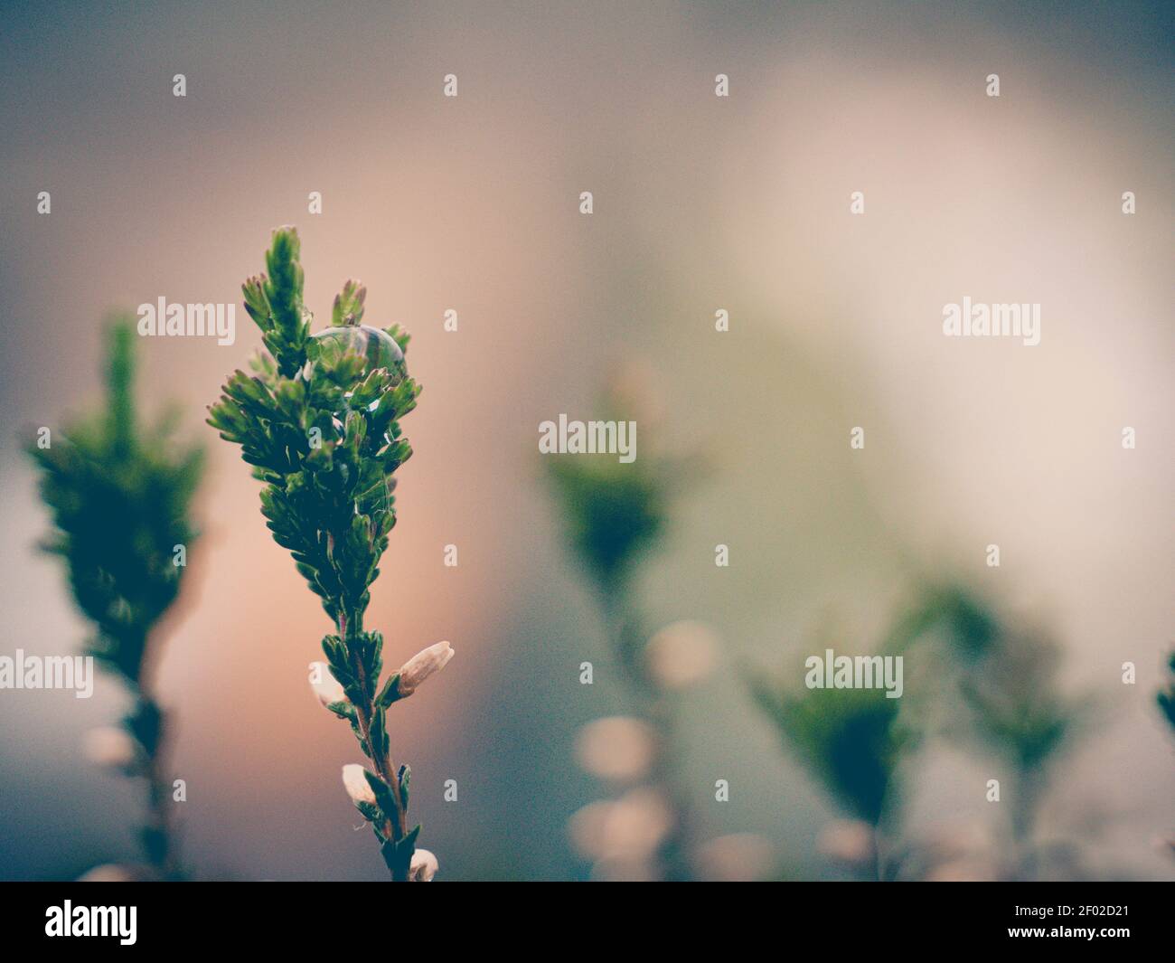 Floral spring abstract concept background. Blossoming heather with rain drop closeup with text space Stock Photo