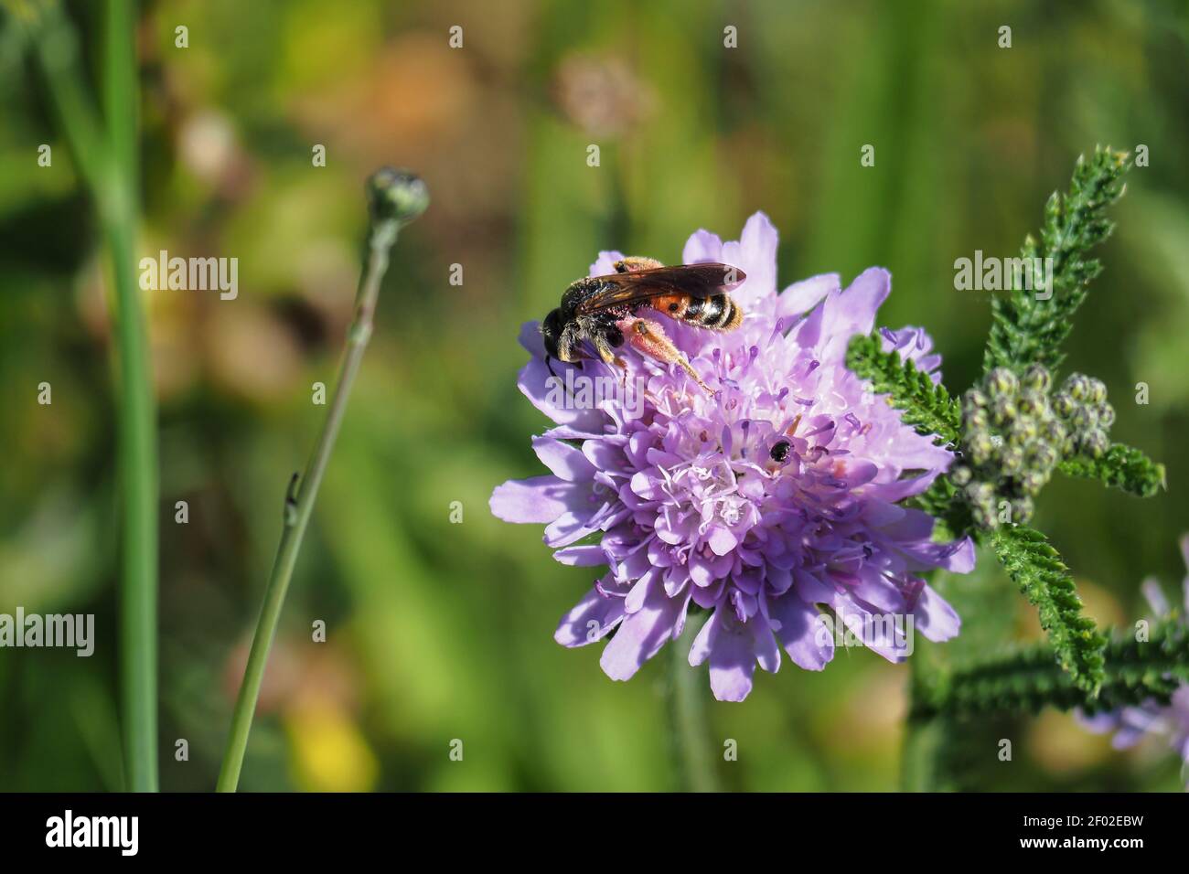 A nice picture of an indefinite bee from central europe , an intresting photo Stock Photo