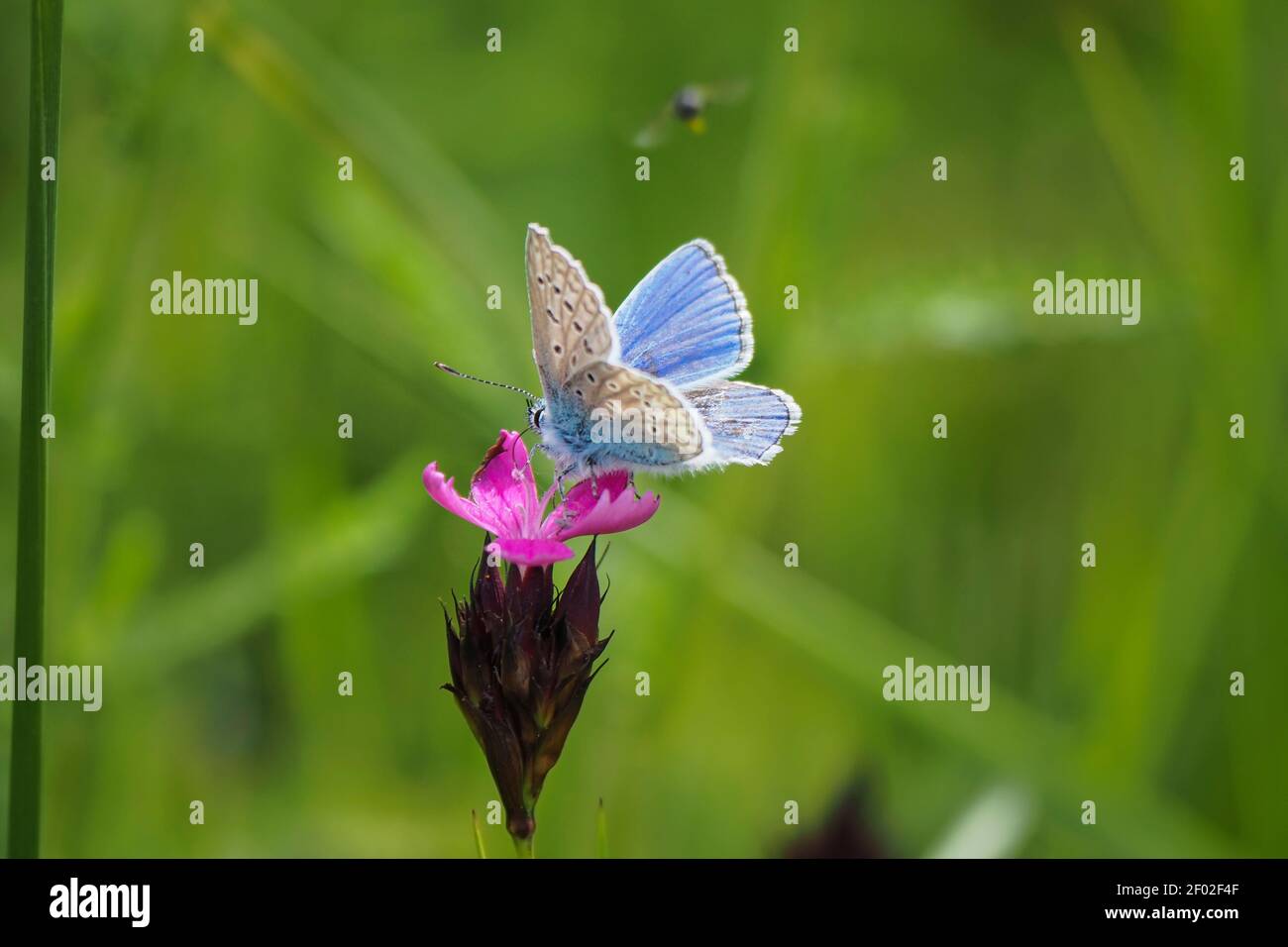 The common blue butterfly (Polyommatus icarus) is a butterfly in the family Lycaenidae and subfamily Polyommatinae. , an intresting photo Stock Photo