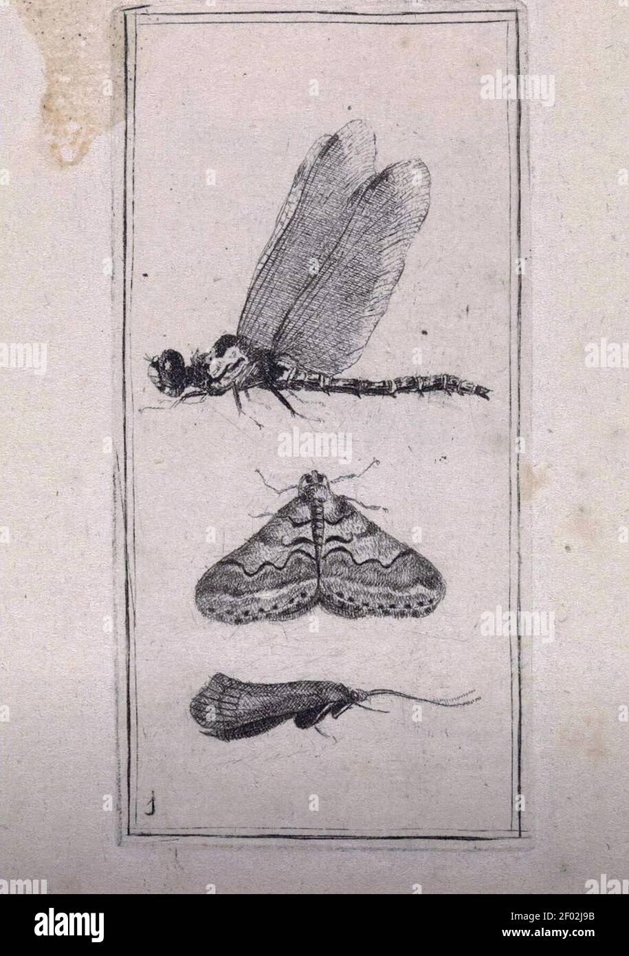 Pieter Lyonet, Libelle en nachtvlinders ( Stock Photo
