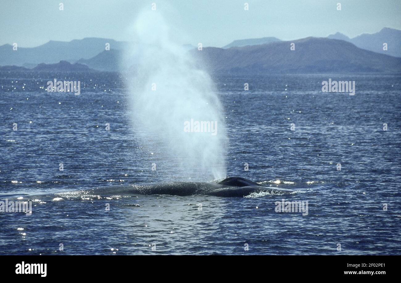 Mexico; Baja California; Sea of Cortez; Wildlife; Fin Whale; Stock Photo
