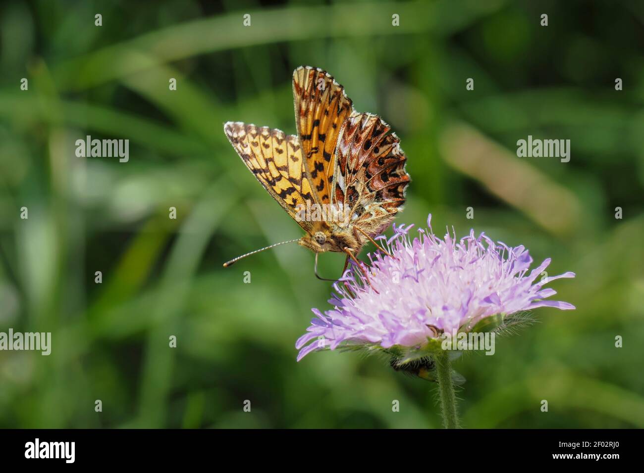 Boloria titania, the Titania's fritillary or purple bog fritillary, is a butterfly of the subfamily Heliconiinae of the family Nymphalidae. , an intre Stock Photo