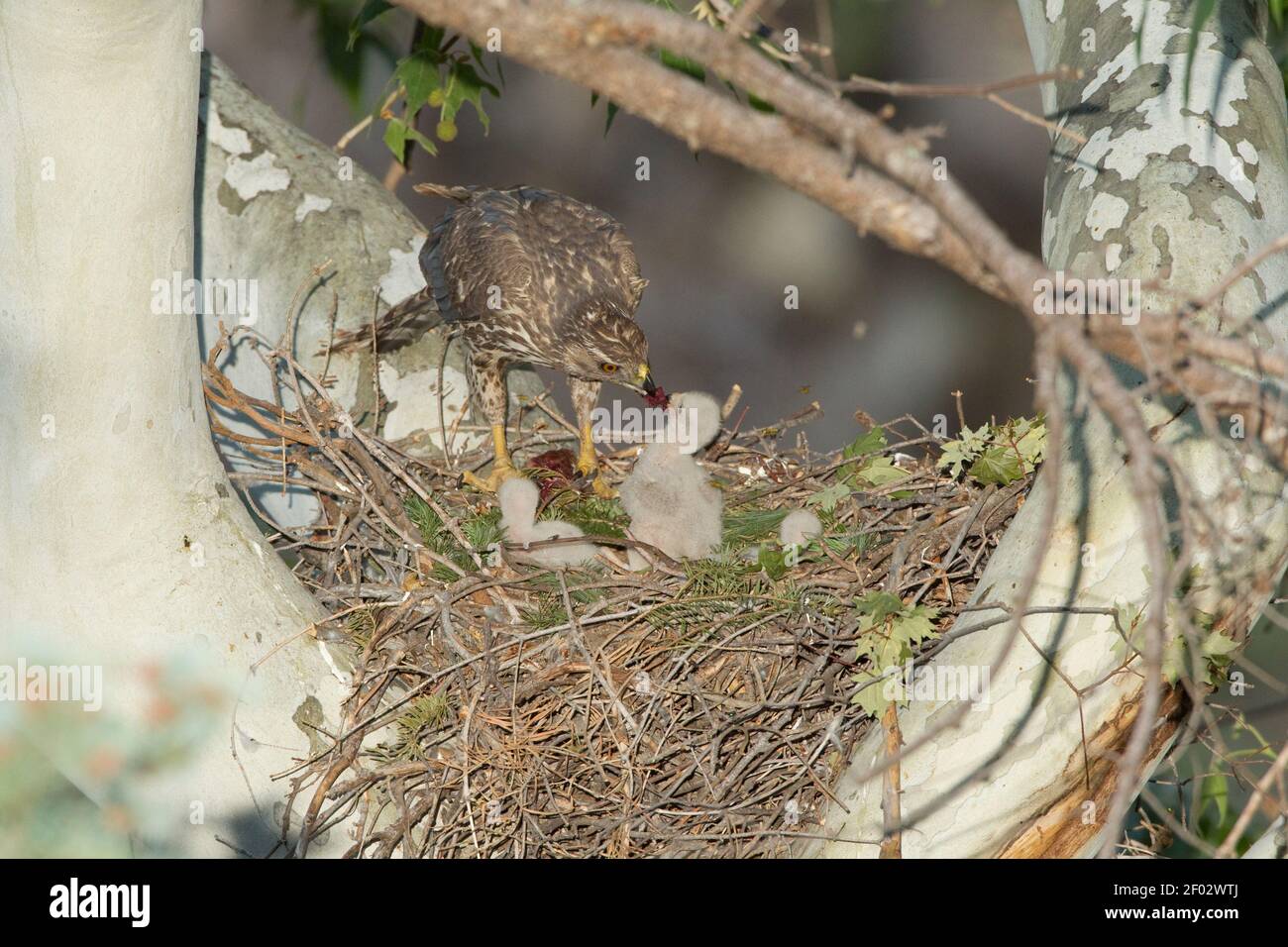 Northern Goshawk female feeding nestlings, Accipiter gentilis, on nest in sycamore tree. Stock Photo