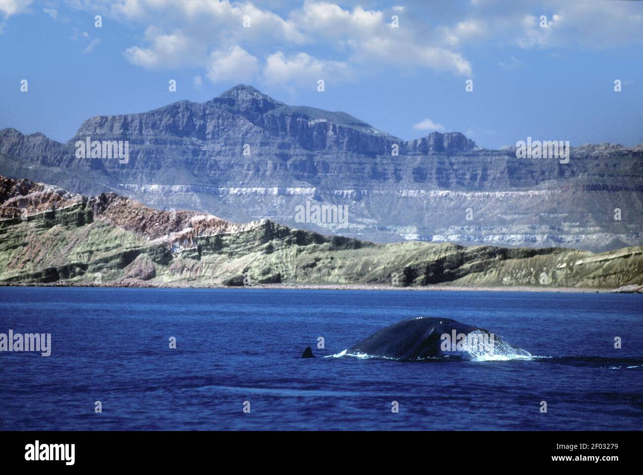Mexico; Baja California; Sea of Cortez; Wildlife; Fin Whale; Stock Photo
