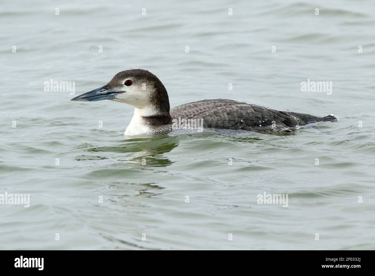 Common Loon (Gavia immer) in winter plumage, close up Stock Photo