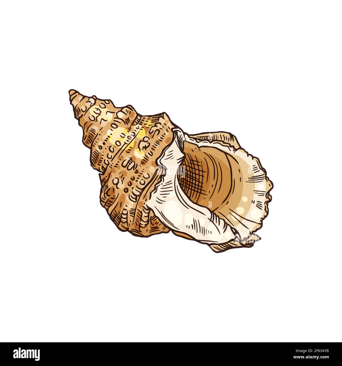 Marine souvenir isolated Florida rock seashell. Vector spiral seashell ...