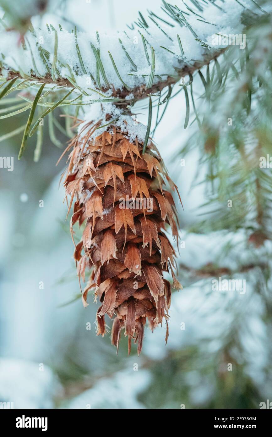 Closeup of a Douglas fir cone hanging from a snowy tree branch. Stock Photo